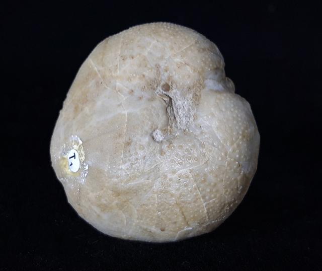 Linthia vilanovae (COTTEAU 1889) - Bild © FossNet FossilienStore